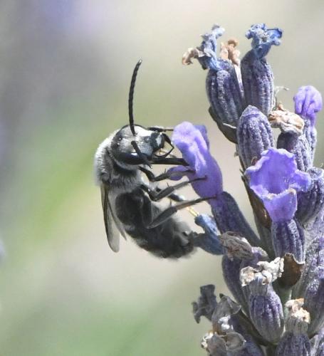 Lasioglossum albocinctum